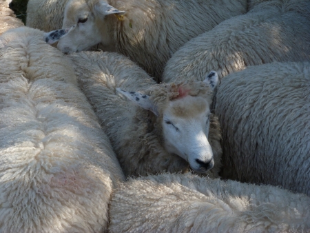 A Flock of Romney Ewesの写真素材