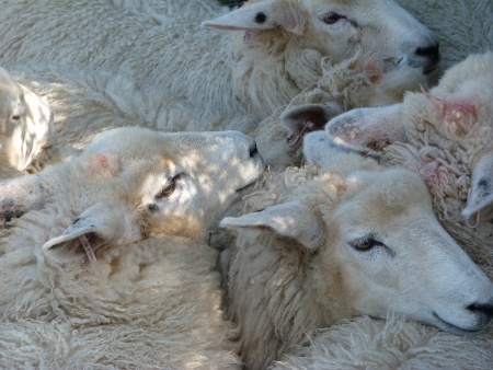 Romney Sheepの写真素材