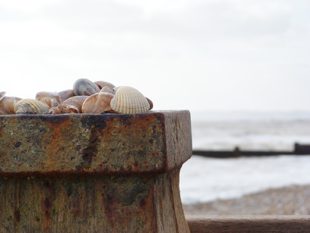  Seashells on a Breakwater 