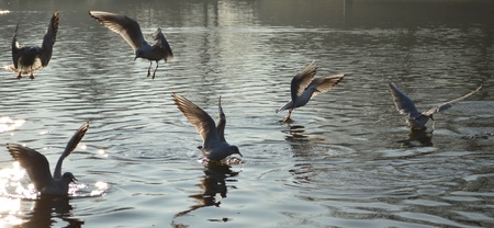 Black Headed Gulls in Winter Plumage