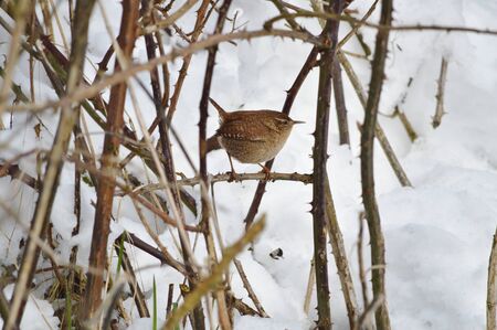 A Wren in the Bushes on a Snowy Dayの写真素材