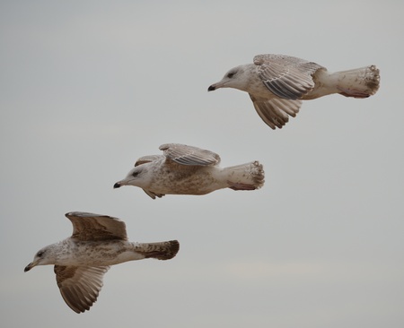 Herring Gulls   Larus Argentatus 
