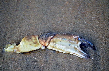 Crabs Claw on Beachの写真素材