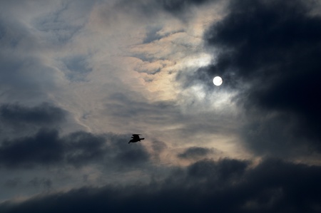 silhouette of a seagull against sunの写真素材
