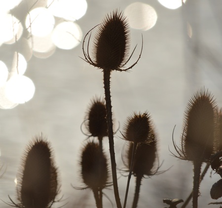 Silhouette of Thistles