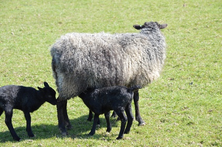A Gotland Ewe and Lambsの写真素材