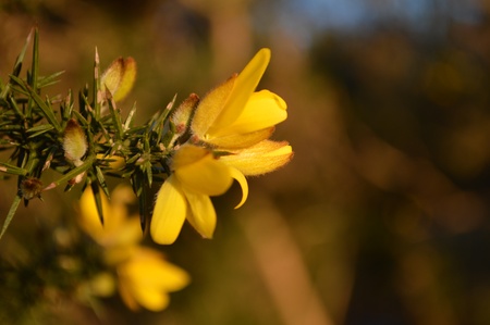 Close up of Gorseの写真素材