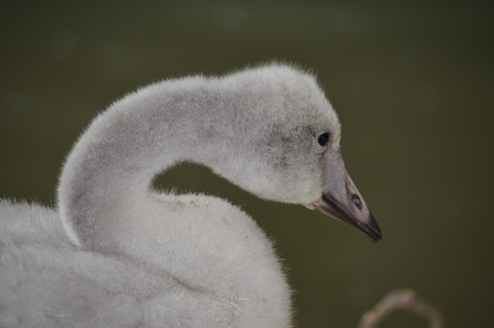 Whooper Swan  Cygnus C  cygnus の写真素材