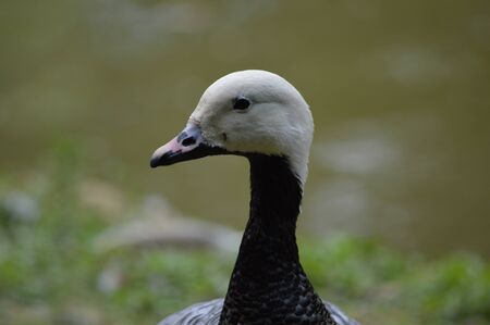 Emperor Goose  Anser canagicus の写真素材