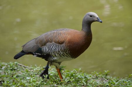 Ashey-Headed Goose Chloephaga poliocephala の写真素材