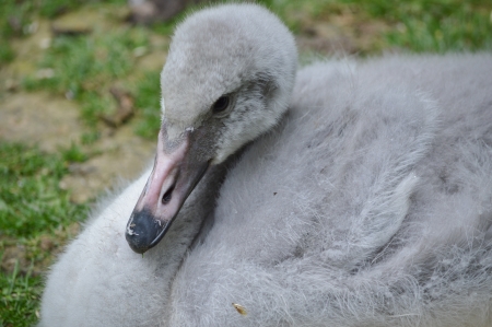 Bewicks Swan  Cygnus columbianus bewickii の写真素材