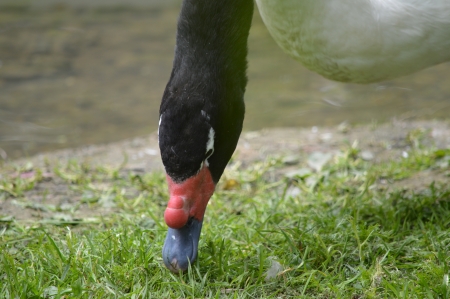 Black-Necked Swan  Cygnus melanocoryphus の写真素材