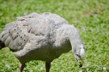 Cape Barren Goose  Cereopsis novaehollandiae の写真素材