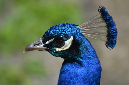 Head of a Peacockの写真素材