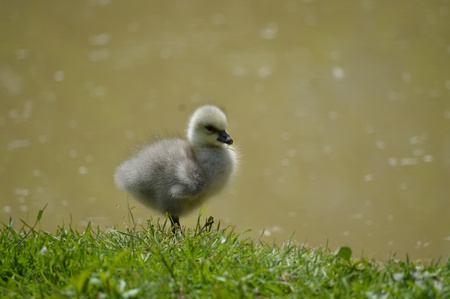 Snow Goose  Chen caerulescens の写真素材