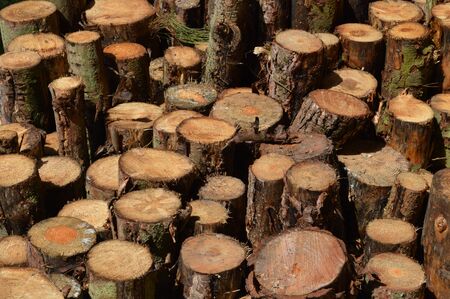 Logs Stacked in the Forest