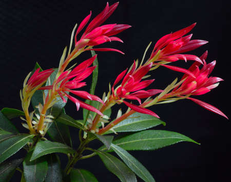 New Spring Growth of Pieris against Black Backgroundの写真素材