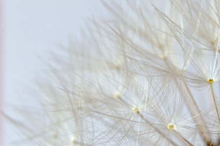 Close Up of a Dandelion Clockの写真素材