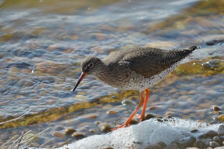 Red Shank Feeding on the Shoreの写真素材