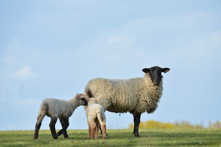 Ewe and Lambsの写真素材