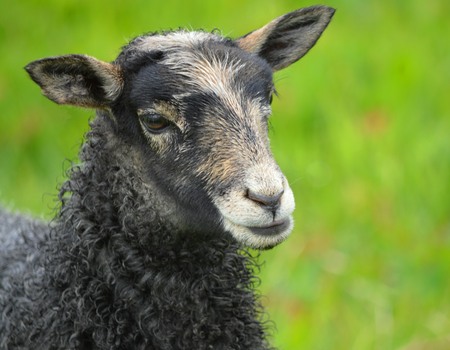 A Gotland Lambの写真素材