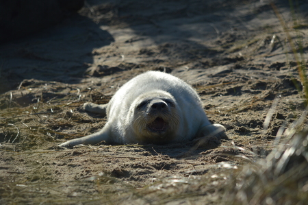 Grey Seal at Horsey Norfolk UKの写真素材