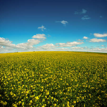 Yellow and green crops under a blue sky with white clouds