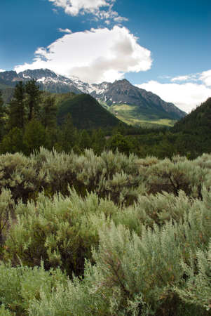 Dense green wild sage in front of an unfolding mountain wilderness in British Columbia, Canadaの写真素材