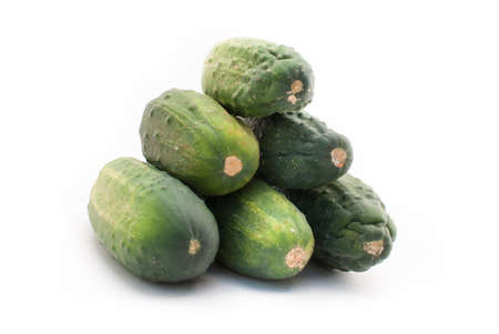 Fresh cucumbers on isolated white backgroundの写真素材