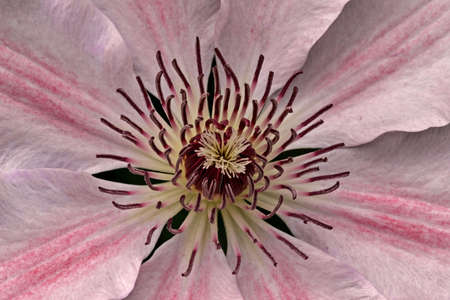 a blooming clematisの写真素材