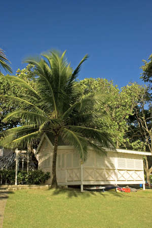 palm tree and chattel houseの写真素材