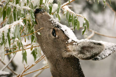 a deer eating leaves from a snow covered treeの写真素材