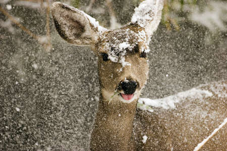 a deer in the snowの写真素材