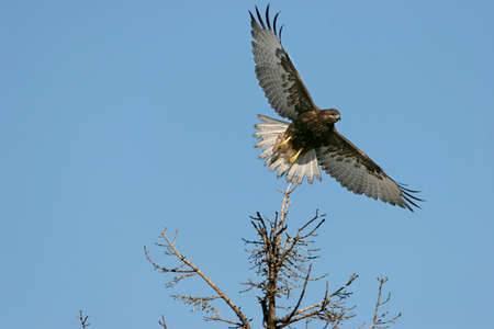 a hawk takes off from a treetop, with copy space