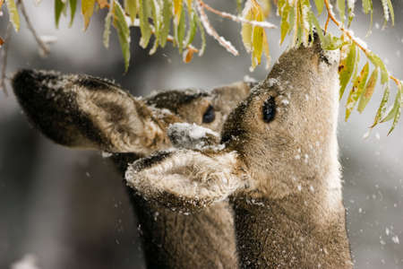 2 deers eating leaves in the snowの写真素材