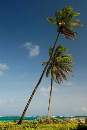 palm trees on Sam Lord's beach, Barbadosの写真素材