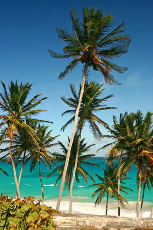 palm trees at Bottom Bay, Barbadosの写真素材