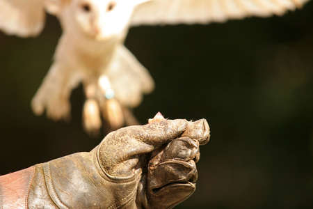 a barn owl has spotted the foodの写真素材