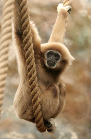a monkey swinging on a ropeの写真素材