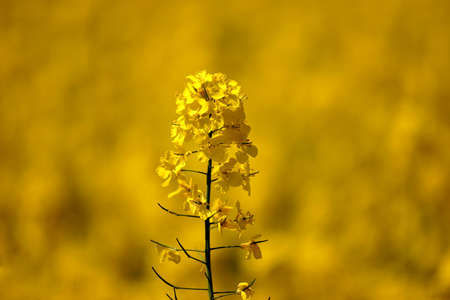 rape seed plant in a fieldの写真素材