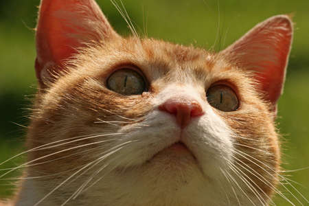 a ginger and white catの写真素材