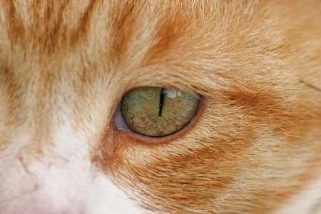a close up of a cats eyeの写真素材
