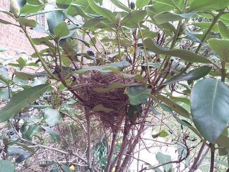 Bird Nestの写真素材