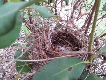 Birds Nestの写真素材