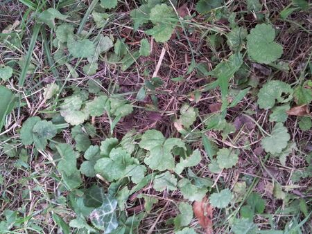 Natureの写真素材