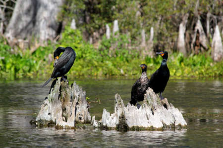 Three double-crested cormorant sitting on tree stump in Everglades National Park - Florida - USAの写真素材