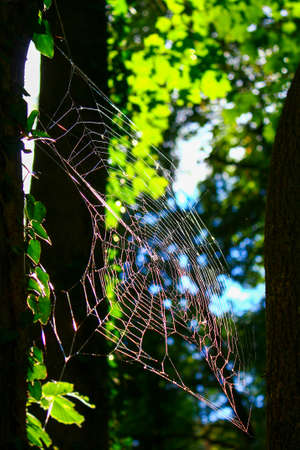 View of a Spider Web Against Trees.の写真素材
