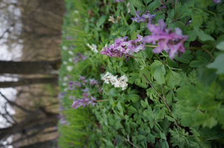 Wonderful violett pink and white flowers in high green grass with blurry backgroundの写真素材