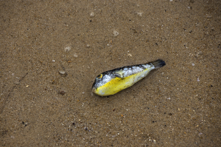 Dead fish on the sand, ecologyの写真素材