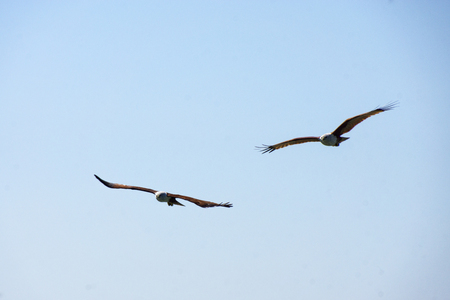 Two Eagle flying high in the skyの写真素材